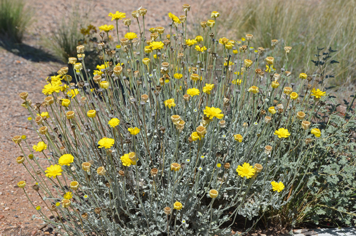 Woolly Desert Marigold: the flowering season begins February to June and again October to November (2 blooming seasons); preferred elevations range from 300 to 6,000 feet (100-1,800 m). Baileya pleniradiata